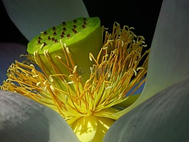 莲花,种子是,开花