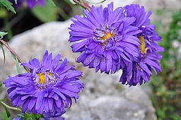 花,性質,宏