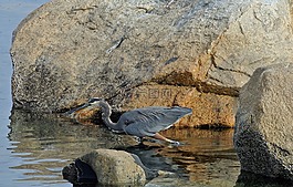 藍鷺,鷺,鳥
