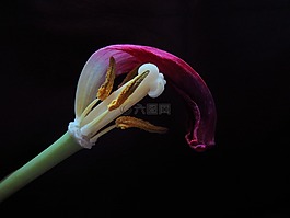 郁金香,夸大,杵