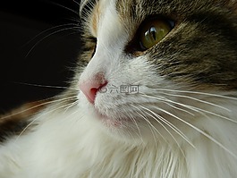 猫,看看,鼻子