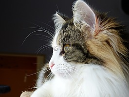猫,看看,鼻子