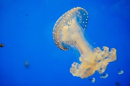 水母,藍(lán)色,水族館