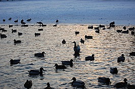 鴨,水,湖