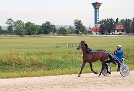 馬,馬車,教練