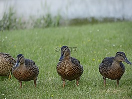 鴨,母親,野生動物攝影