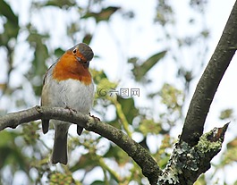 圣誕節(jié),知更鳥,鳥