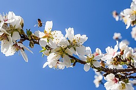 杏仁樹,鮮花,蜜蜂