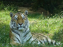 虎,黃褐色,動物公園