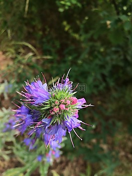 花,紫色,性質(zhì)