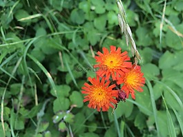 花,橙,夏天