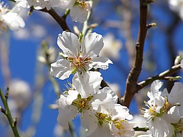 杏仁樹(shù),花,杏仁花