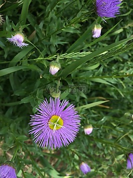 花,性質(zhì),春天
