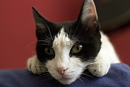 貓,動物,寵物