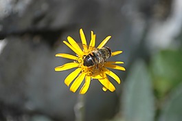 蜜蜂,花,廠