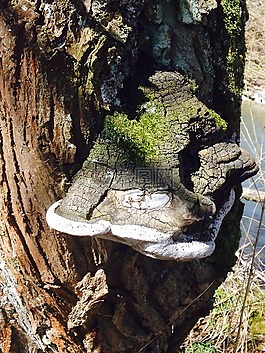 樹(shù)菌,樹(shù),老