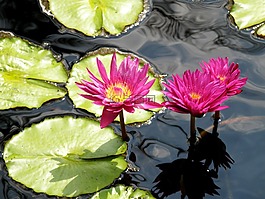 睡蓮,鮮花,池