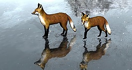 ?？怂?冰,動物