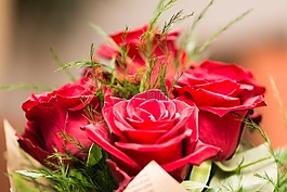 花,玫瑰,自然