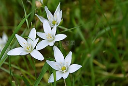 鮮花,白,野花
