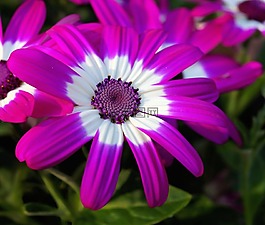 花,開花,紫