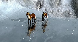 狐狸,冰,景观
