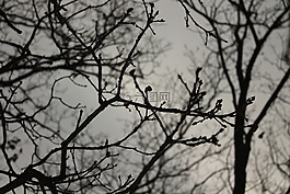 樹(shù),暗,秋
