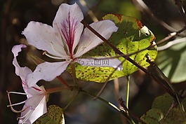 花,性質(zhì),生活