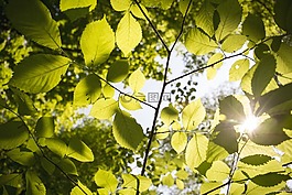 葉,植物區(qū)系,自然