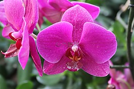 蘭花,花,性質(zhì)