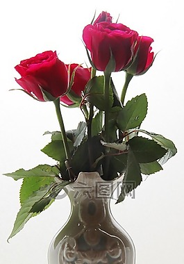 ros,玫瑰,花瓶