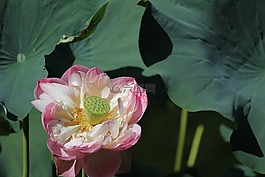 花,蓮花,植物