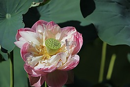 花,蓮花,植物