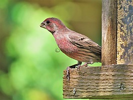 鳥,多彩,野生動物
