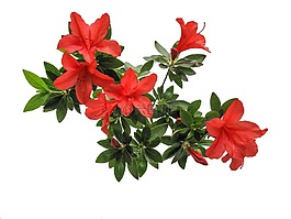 映山紅,鮮花,開花