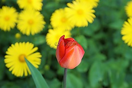 郁金香,花,紅色