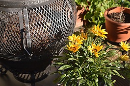 花,黃色,夏季