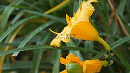 自然,植物區(qū)系,花