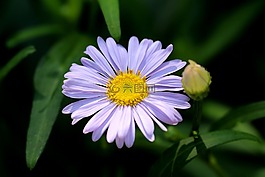 美國,菊花,鮮花
