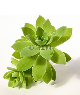 多汁,植物,自然