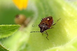 出來,bug,昆蟲