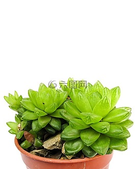 多汁,绿色,自然