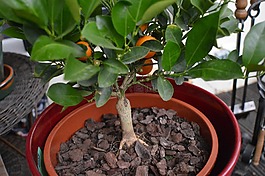 橙,夏季,盛開(kāi)