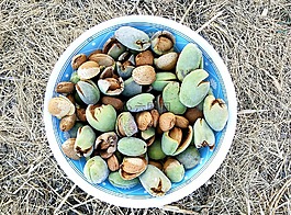 杏仁,almendrucos,收獲