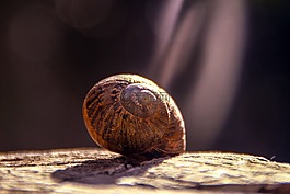 蝸牛,行李箱,動(dòng)物