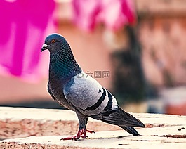 鳥,動物,野生動物