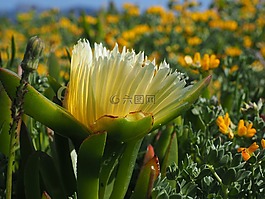 hottentottenfeige,花,開花