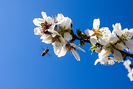 杏仁樹,鮮花,蜜蜂