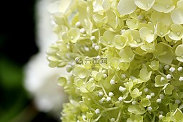 繡球,植物,大自然