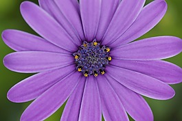 花,綠色,廠